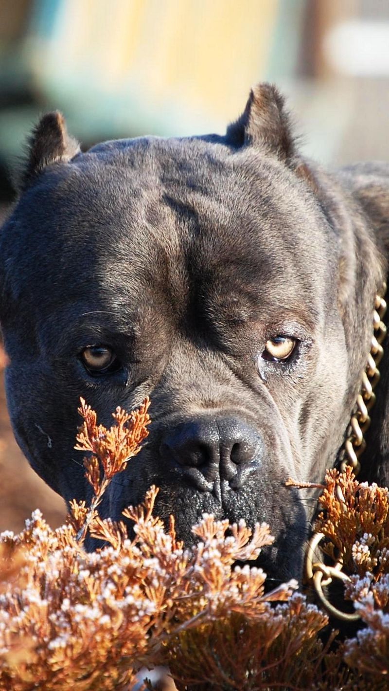 Download Wallpaper 800x1420 Cane Corso, Dog, Muzzle, Aggression, Leaves, Collar Iphone Se 5s 5c 5 For Parallax HD Background