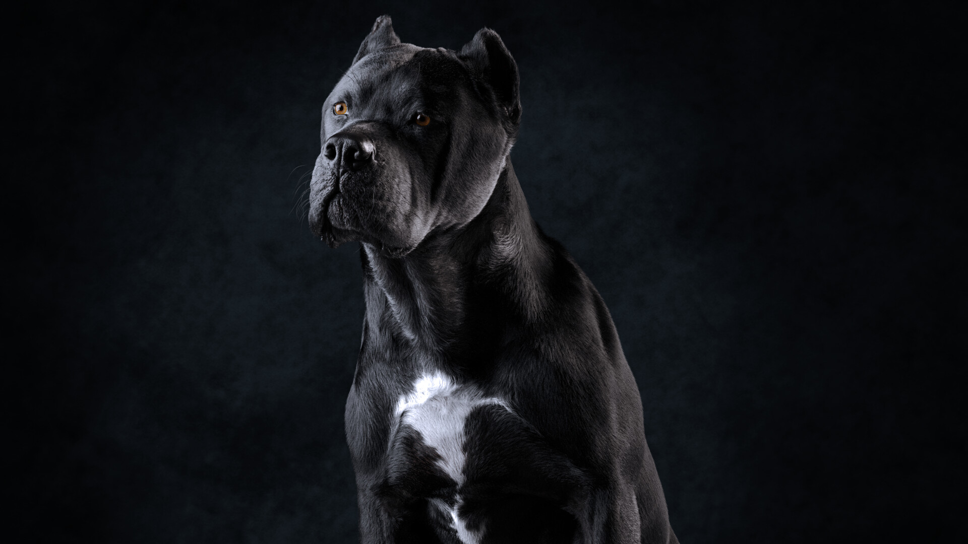 Cane Corso