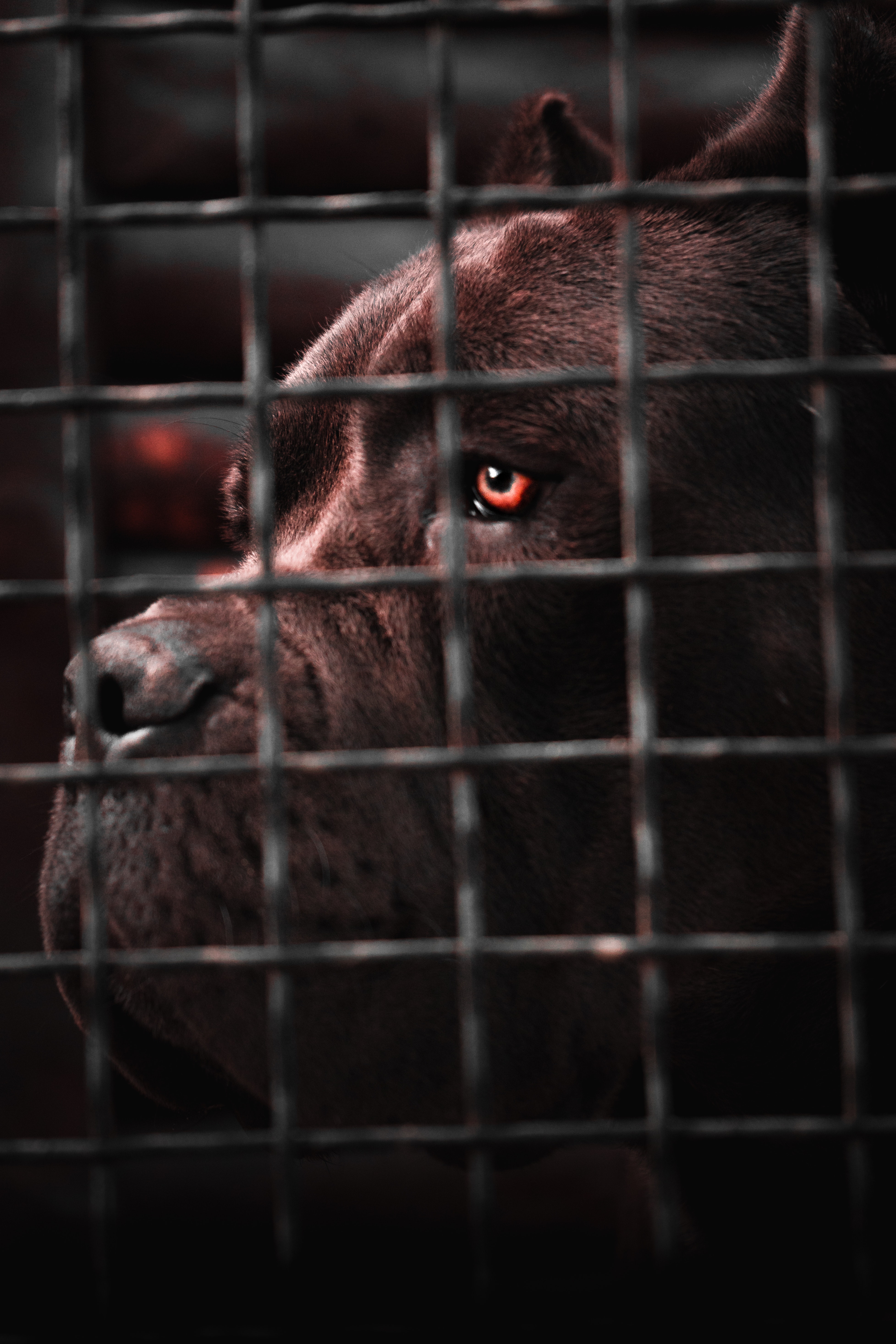 Cane Corso Photo, Download Free Cane Corso & HD Image