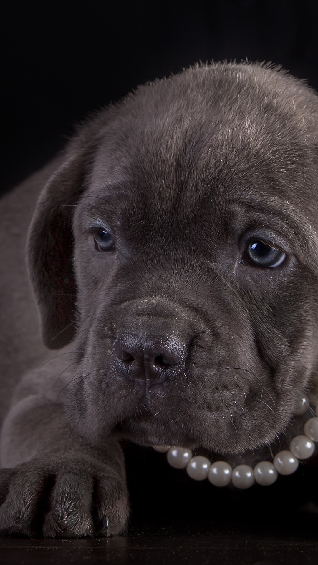 Desktop Wallpaper Puppy Cane Corso Dogs Pearl Paws 1080x1920