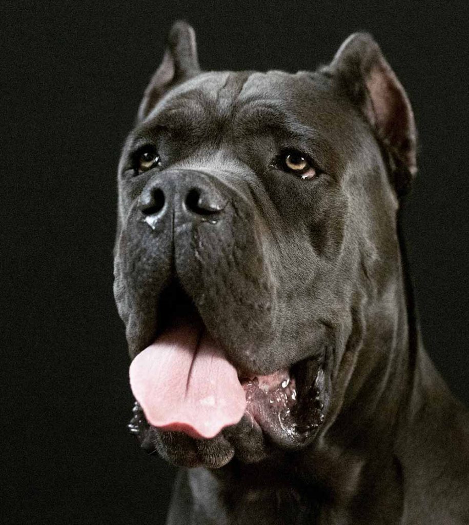 Cane corso blue Corso Barcelona
