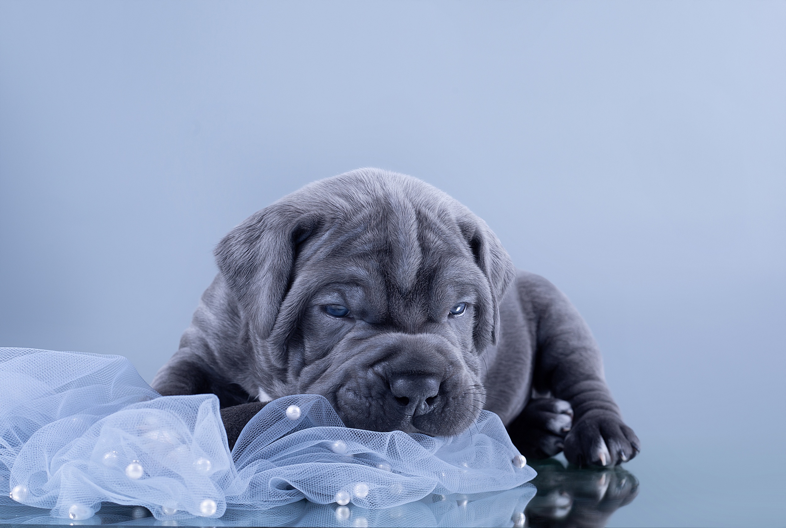 Download Puppy Baby Animal Dog Animal