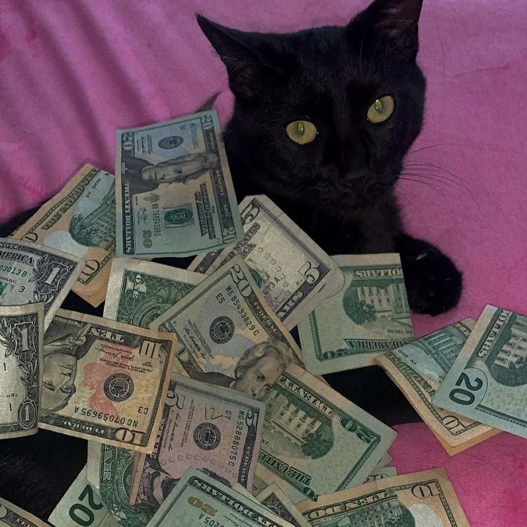 rich cat. Hot pink wallpaper, Cats, Wall collage