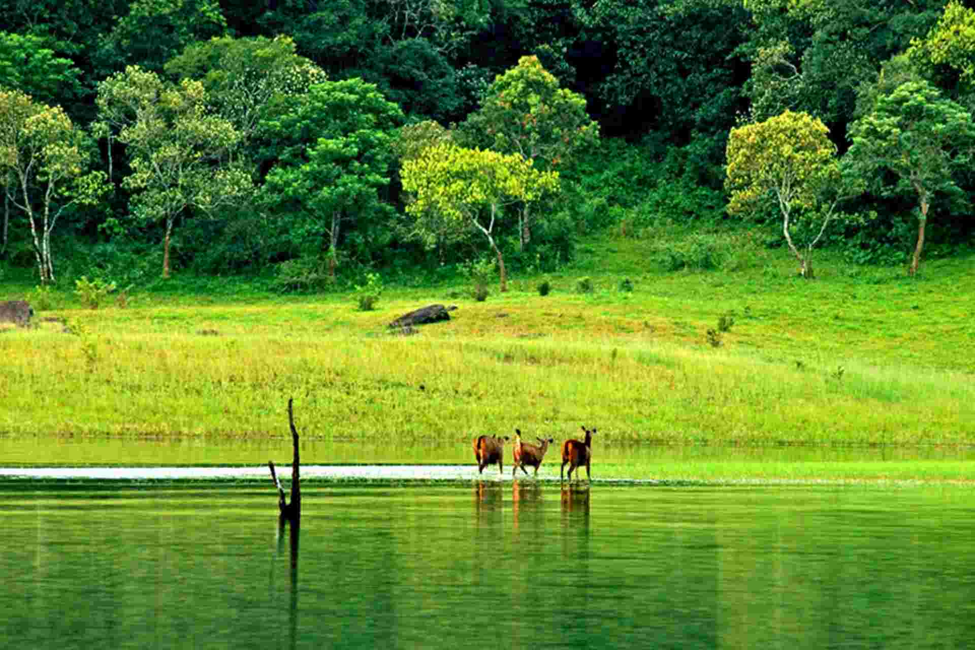 thekkady tourist fee