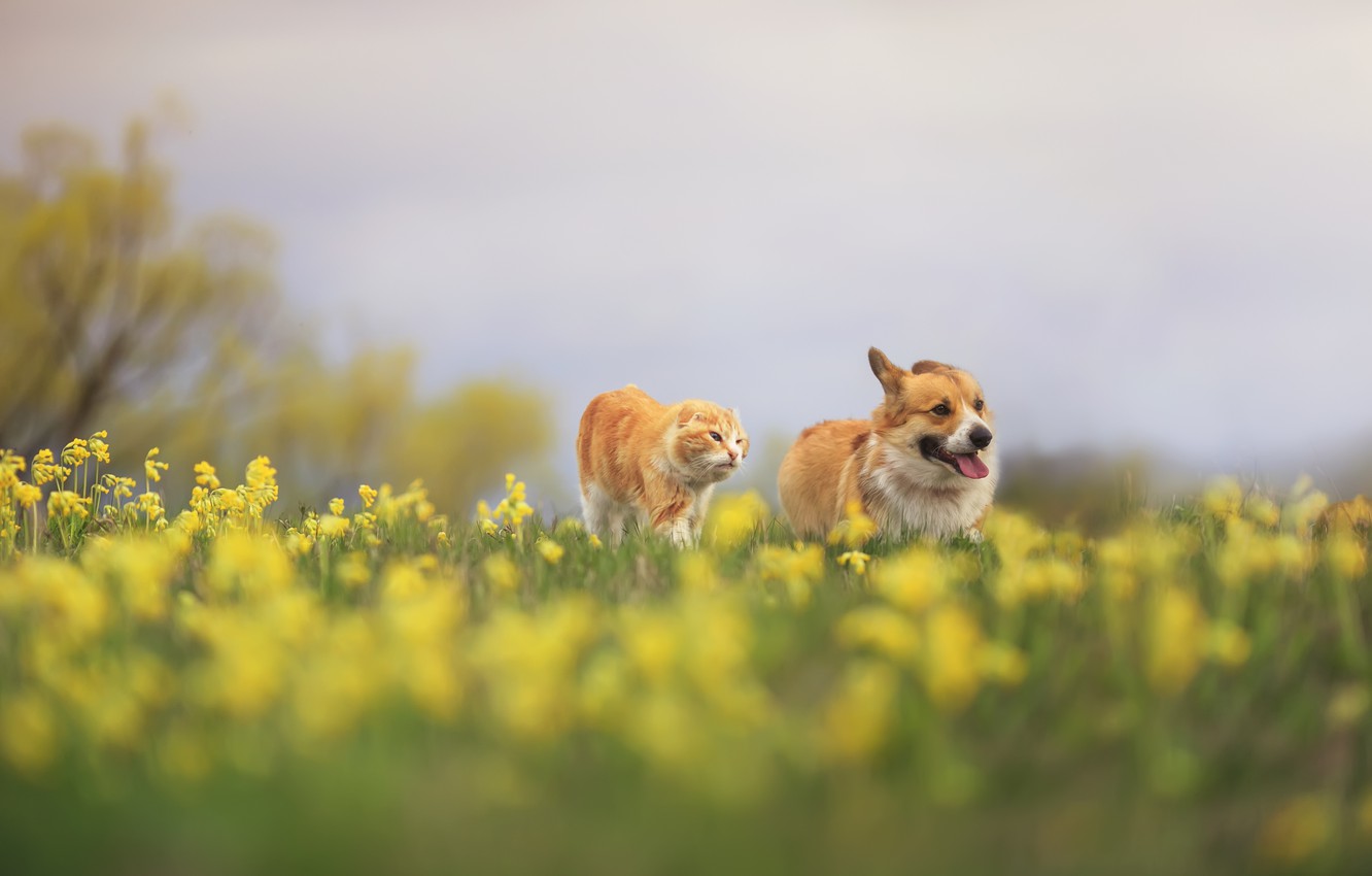 Wallpaper field, language, cat, summer, the sky, cat, look, flowers, glade, dog, spring, yellow, meadow, red, pair, walk image for desktop, section животные