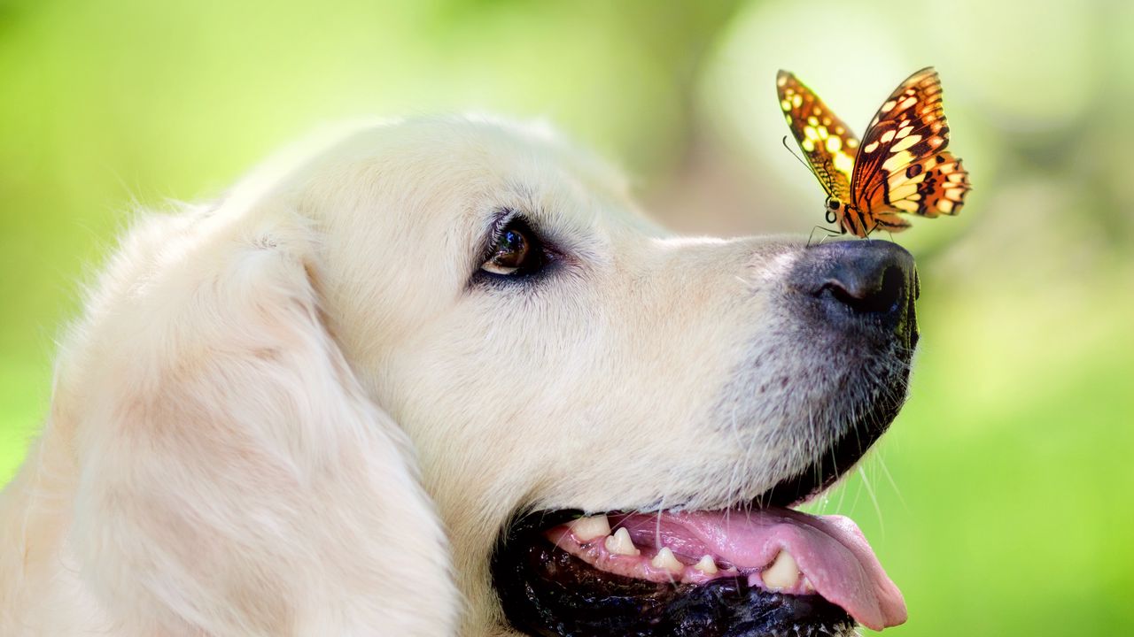 Wallpaper dog, muzzle, butterfly, protruding tongue, spring, summer hd, picture, image
