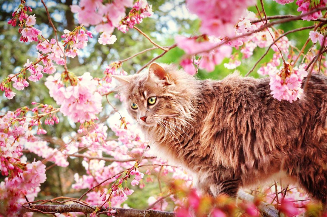 Spring Cat Wallpaper Free Spring Cat Background