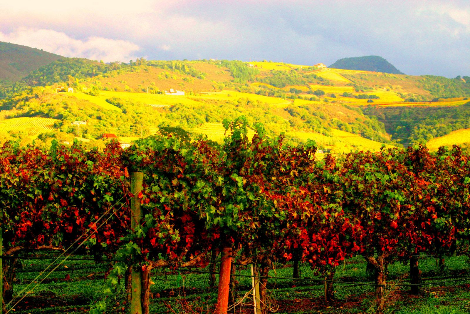Napa Wallpaper