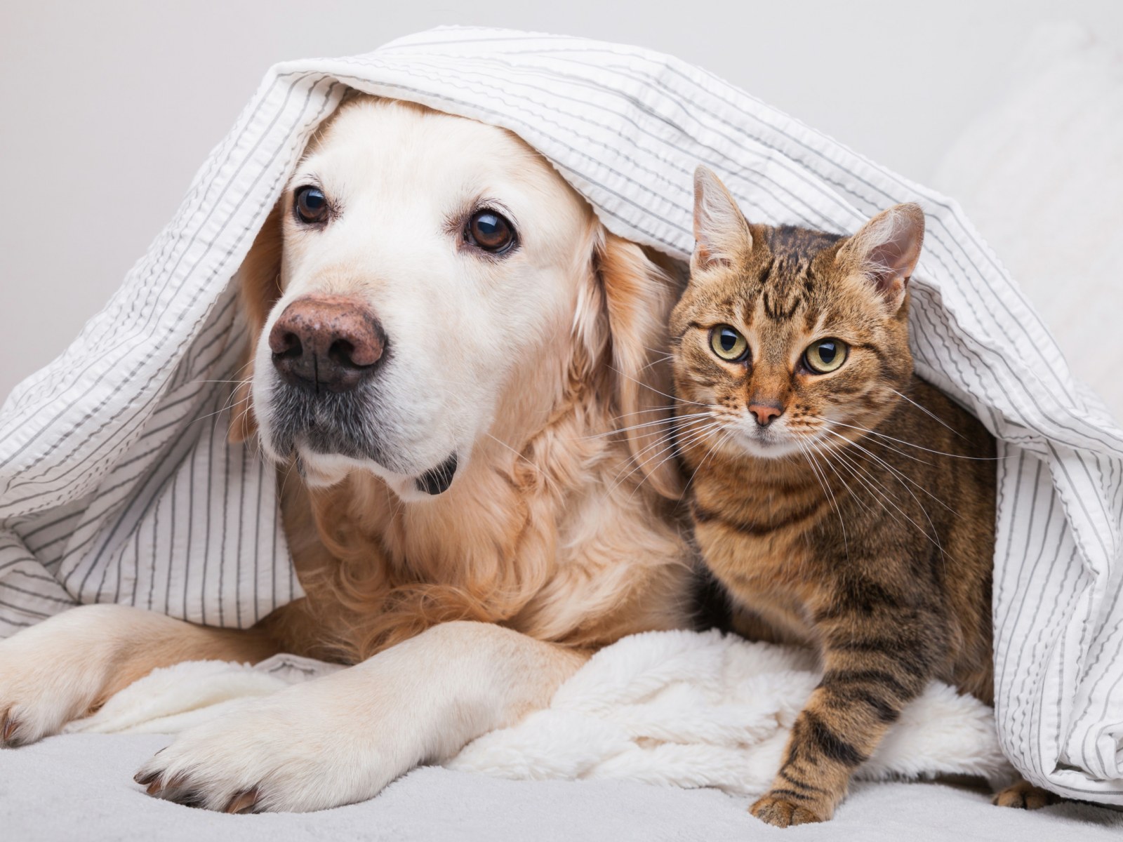 Mistakes to Avoid When Introducing Cats and Dogs