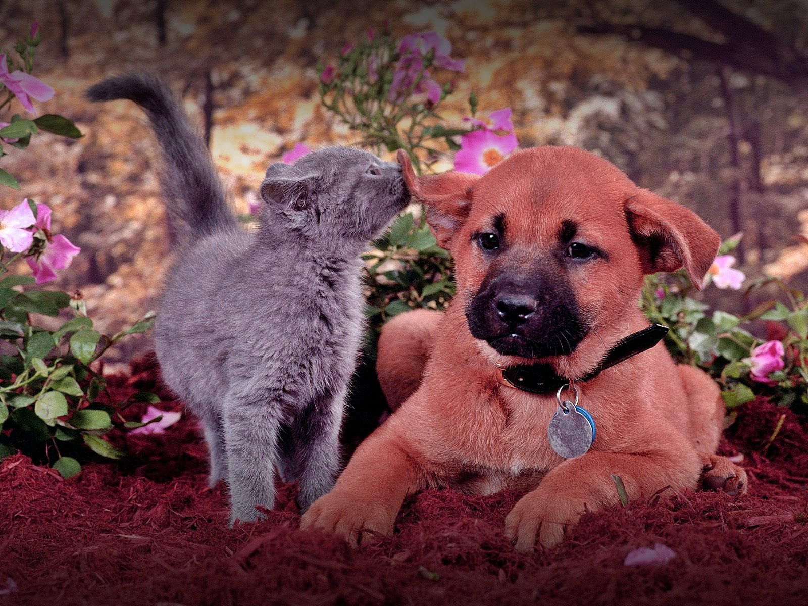 Dog With Cat Friends Pic HD Wallpaper