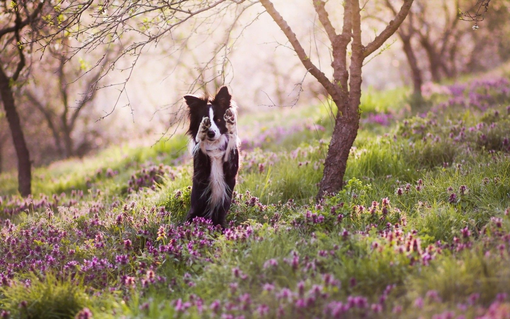 Spring Time Dogs Wallpaper