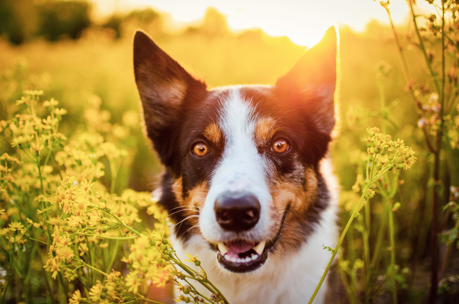Spring: 5 Tips For The Well Being Of Dogs And Cats
