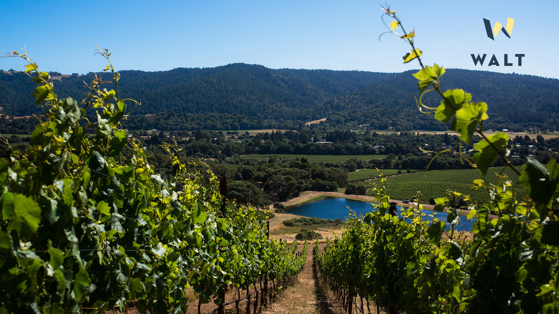 WALT Zoom Background. Sonoma & Napa Wine Tasting