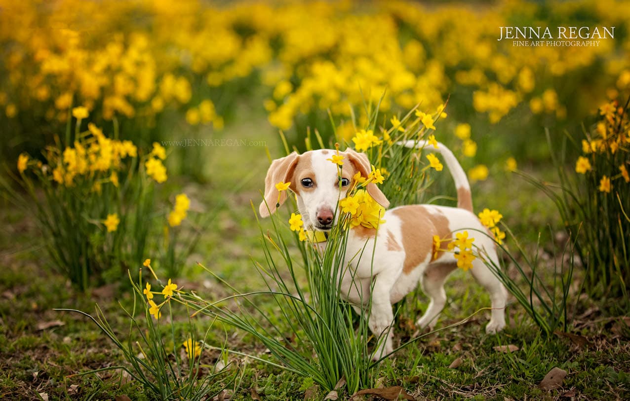 Celebrating Spring with Photographing Pets in Wildflowers, Bluebonnets. Dallas Fort Worth Pet Photographer Regan Photography
