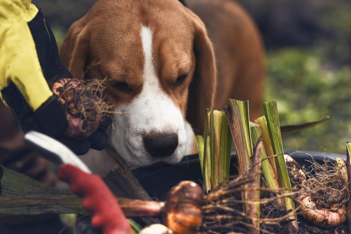 Beware spring dangers to dogs and cats!