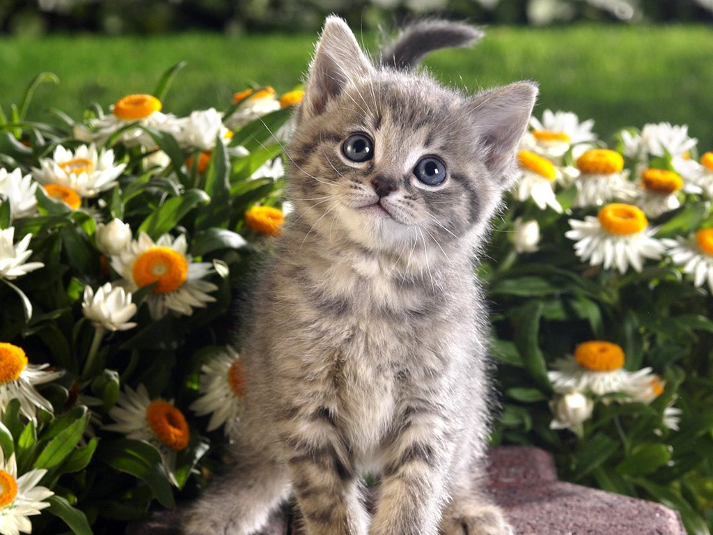 Kitten And Spring Flowers Uploaded By Forgive Me