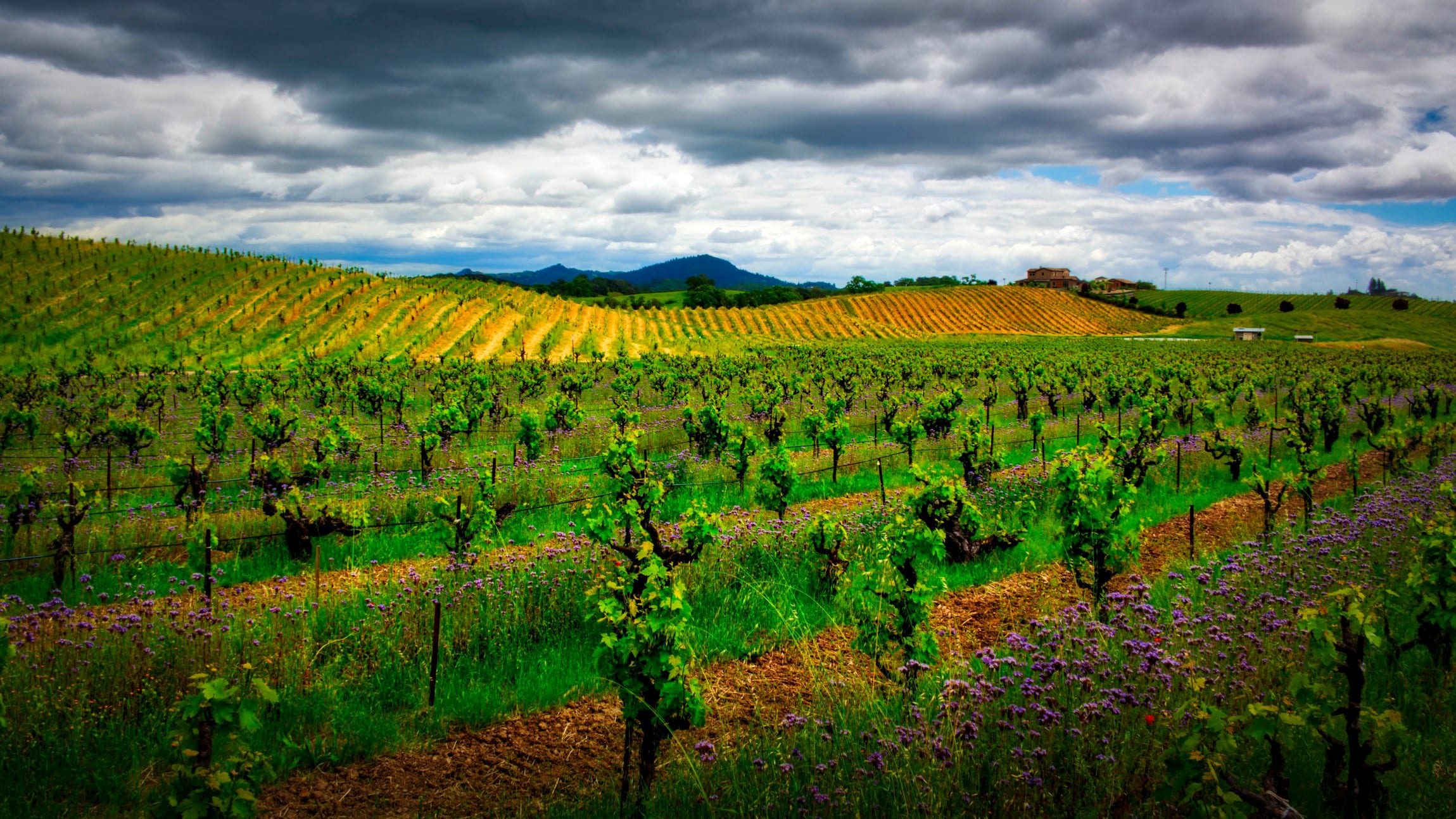 Napa and Sonoma Wine Tasting: How to Plan the Best Trip