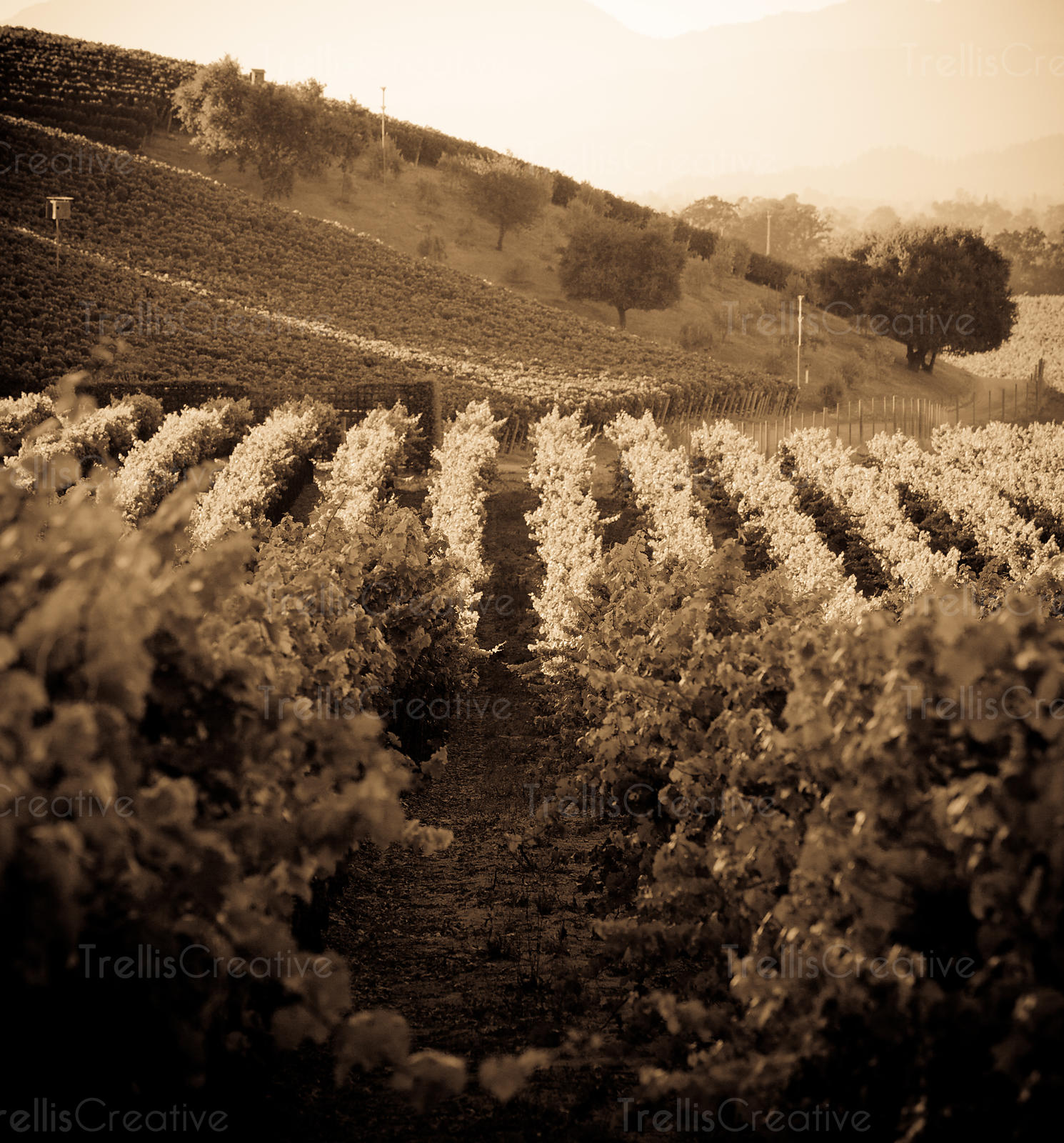 Trellis Creative. Napa Valley Wine Country Photo High Res