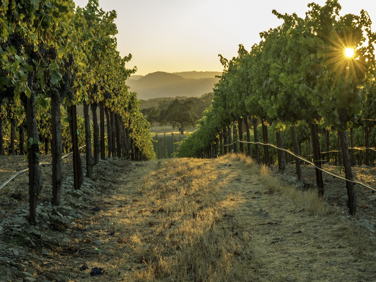 The Best Time to Visit Napa and Sonoma