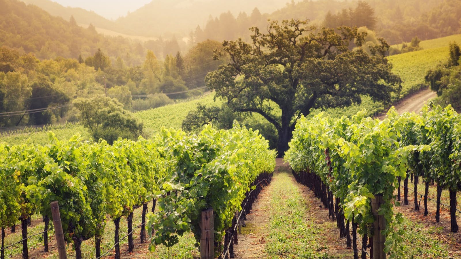 How to spend a perfect weekend in Napa Valley