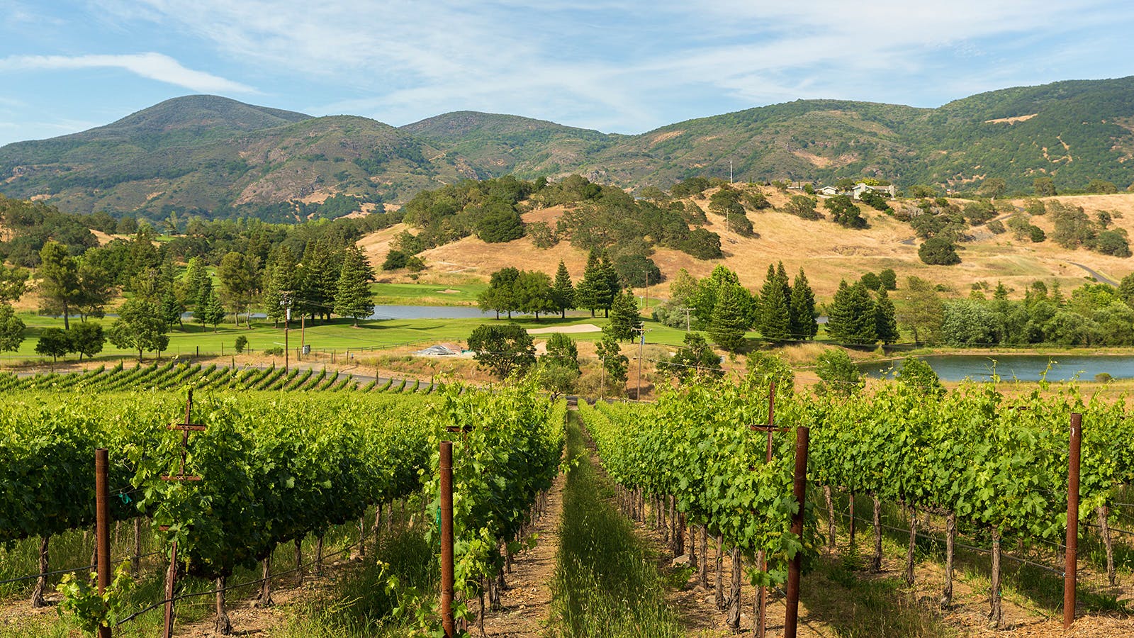 Napa 101: Explore the Valley Floor AVAs