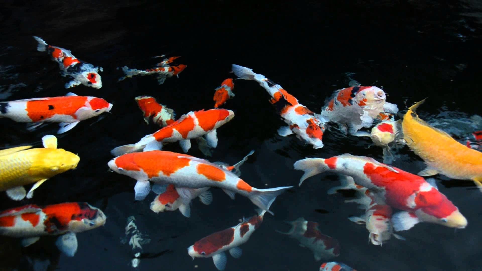 Koi Pond Wallpaper