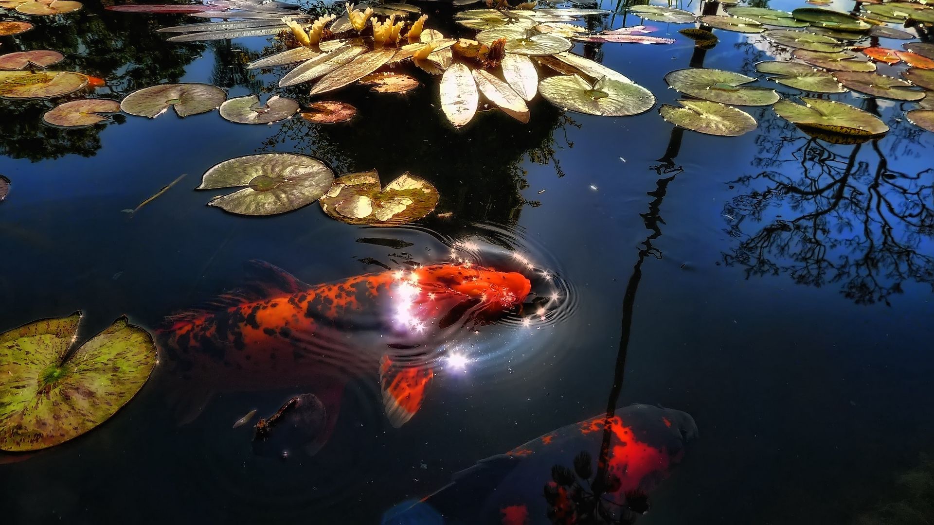 Download wallpaper 1920x1080 fish, lake, pond, sunlight, leaf, lily, reflection full hd, hdtv, fhd, 1080p HD background