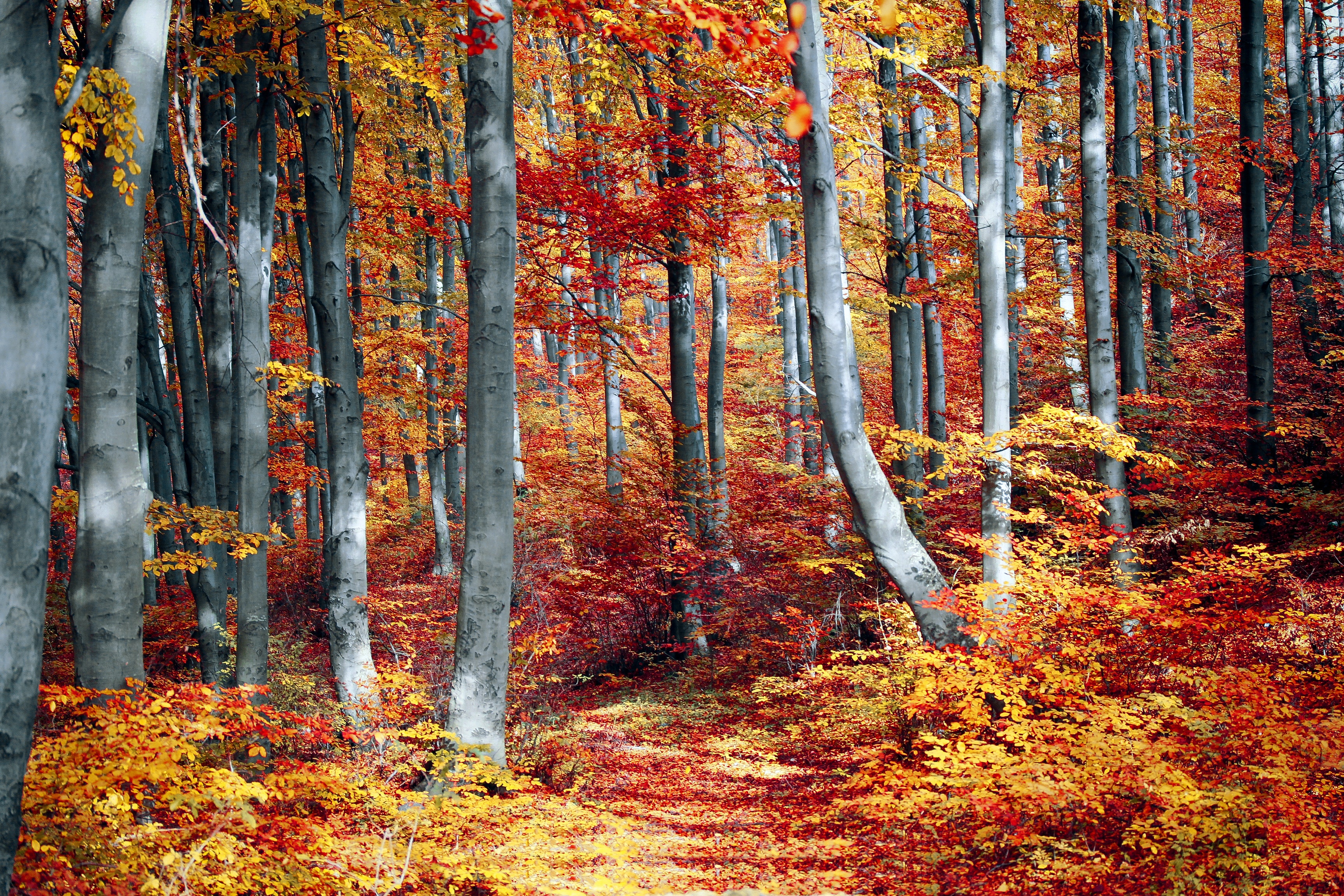 Autumn Forest Photo, Download Free Autumn Forest & HD Image