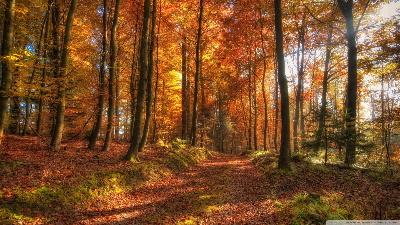 Free download Fall Forest Path Wallpaper 1920x1080 Fall Forest Path [1920x1080] for your Desktop, Mobile & Tablet. Explore 1920x1080 Fall Wallpaperx1080 Wallpaper Nature, Wallpaper 1920x1080 Full HD, Free