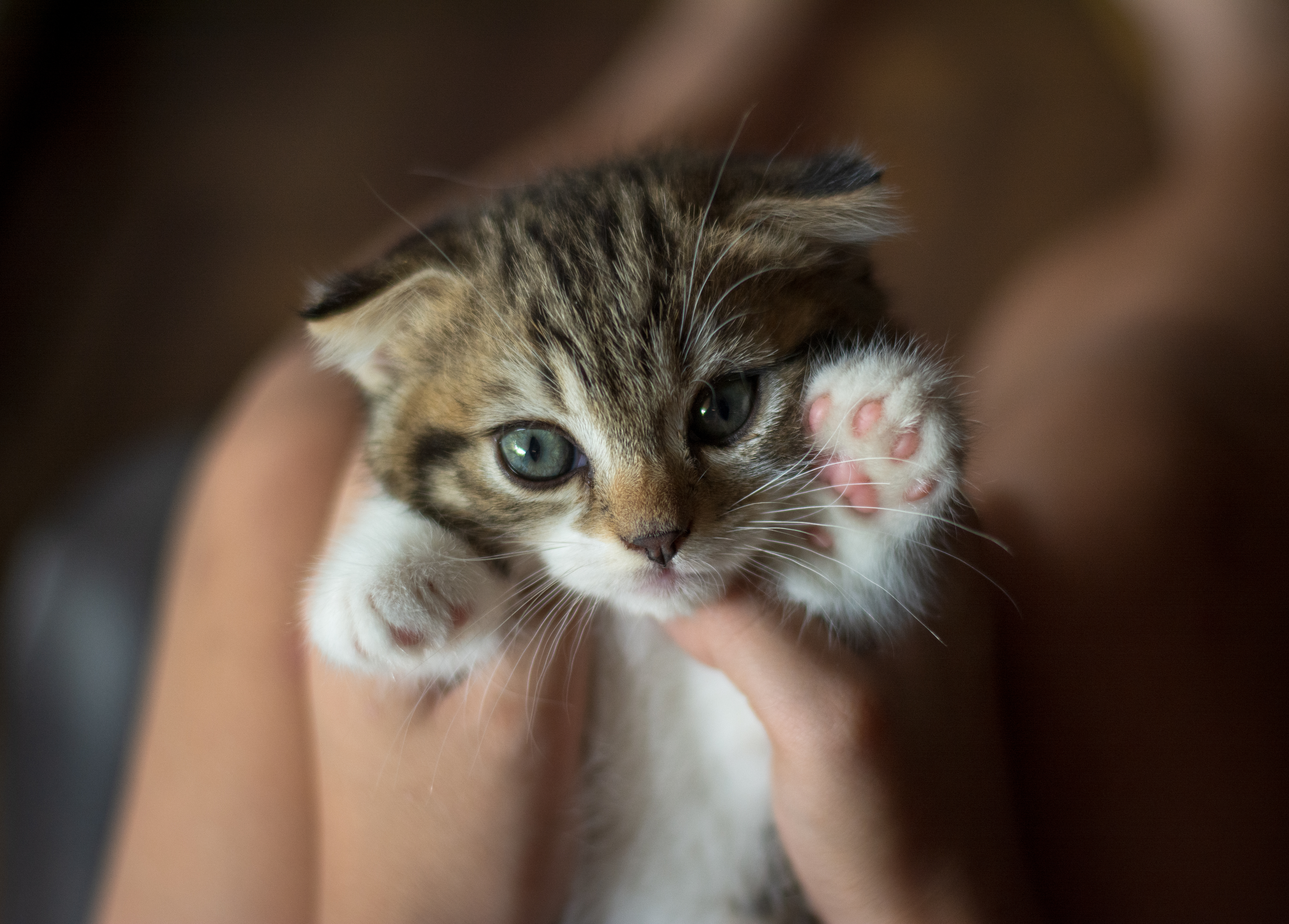 Photo Of A Tabby Kitten · Free