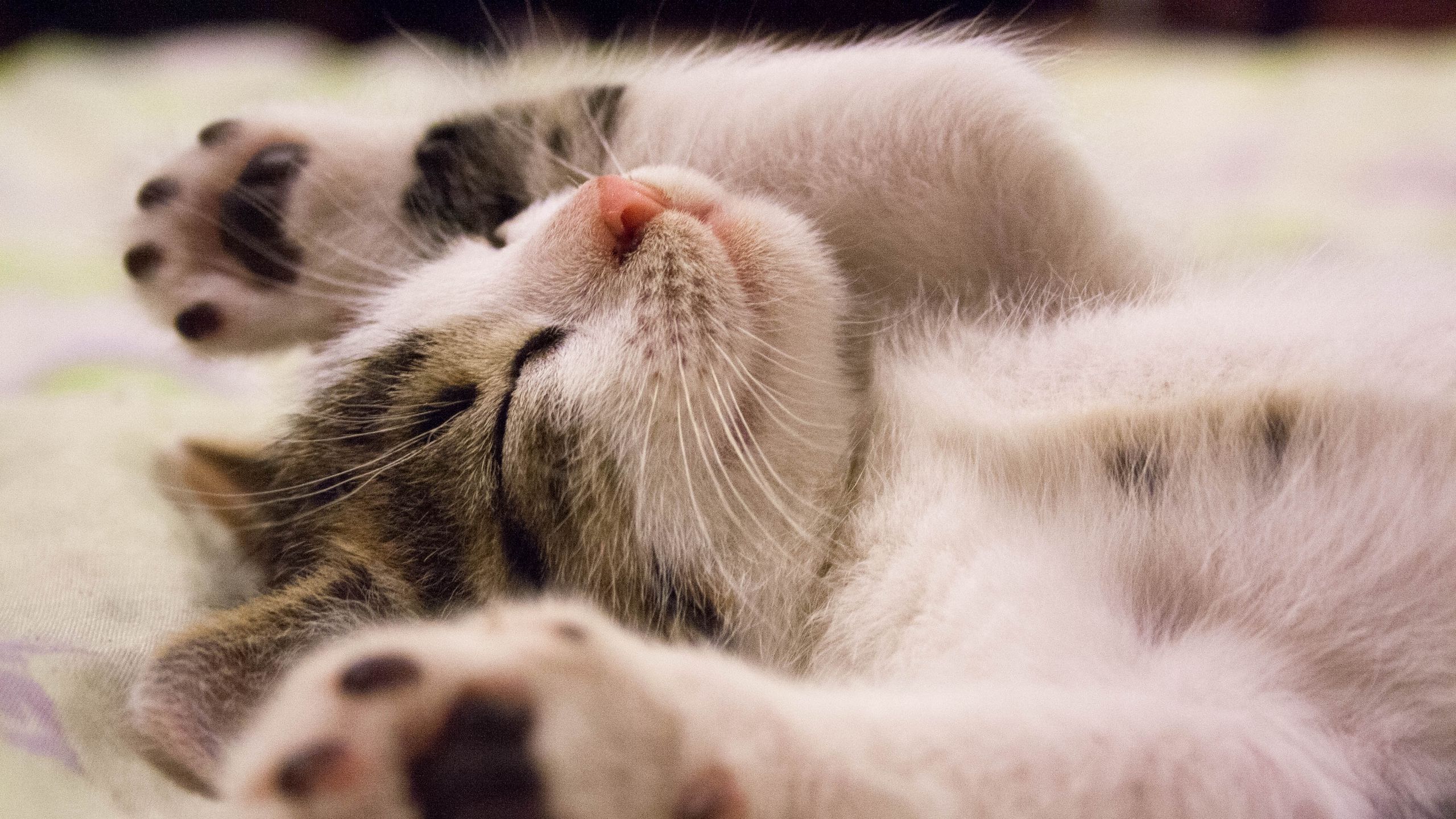Download wallpaper 2560x1440 kitten, lying, baby, dream widescreen 16:9 HD background