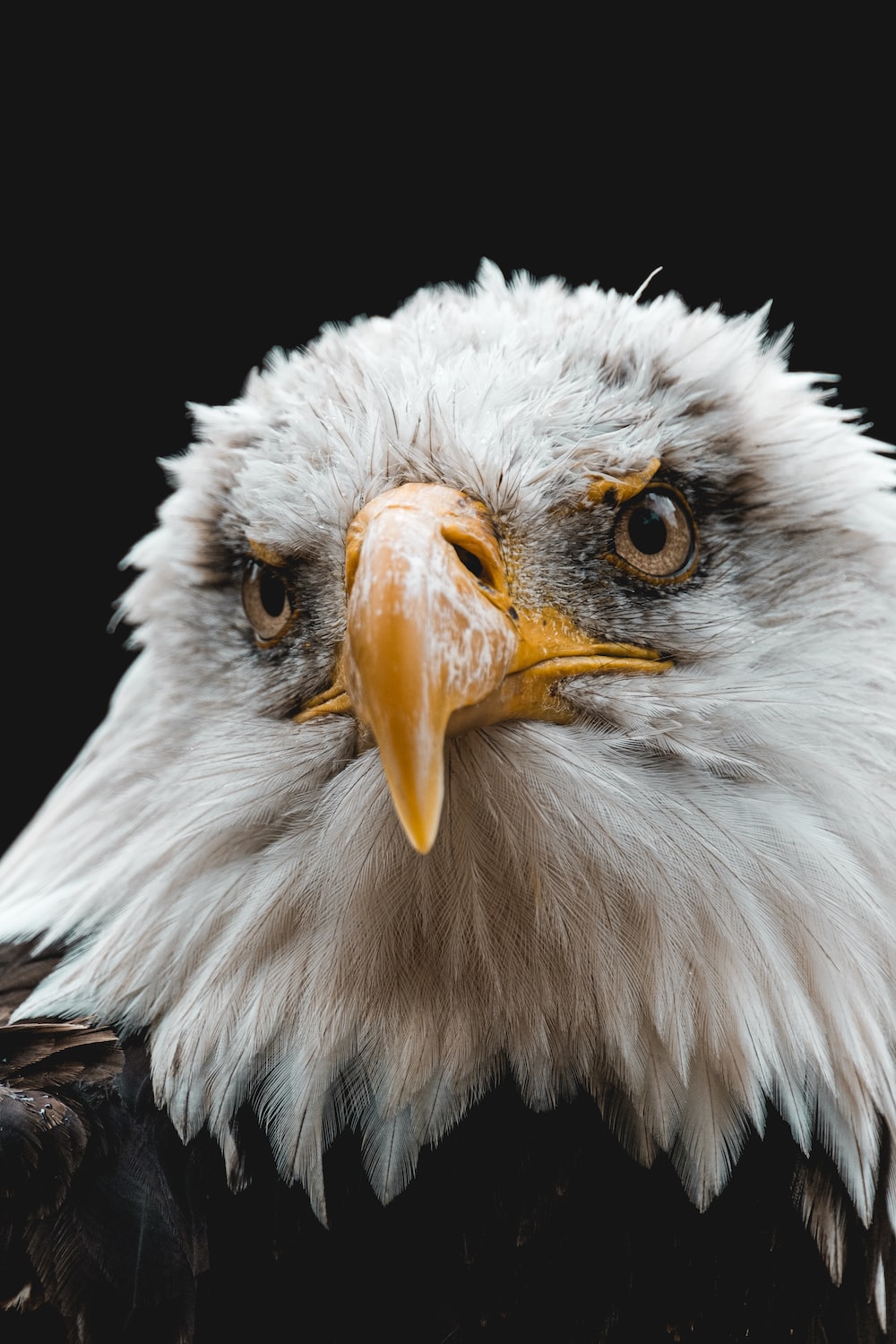 Eagle Head Wallpapers - Wallpaper Cave