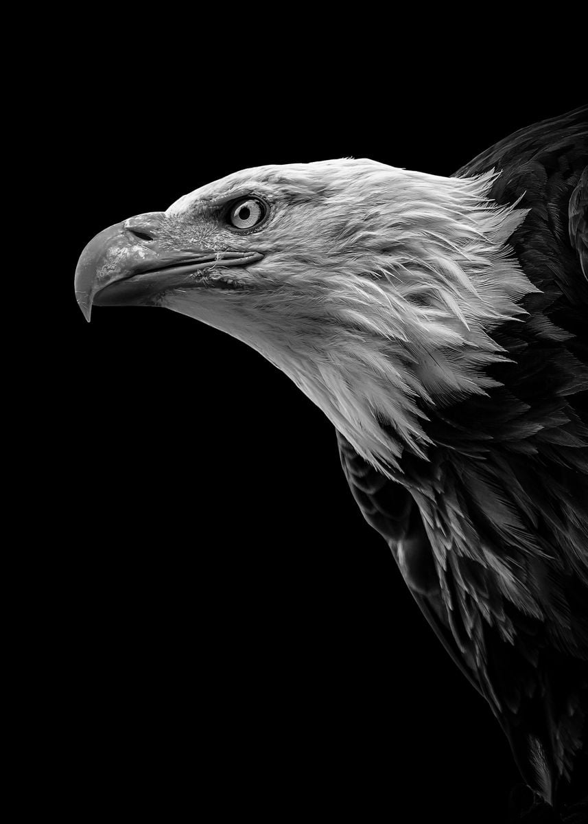 Eagle Head Wallpapers - Wallpaper Cave