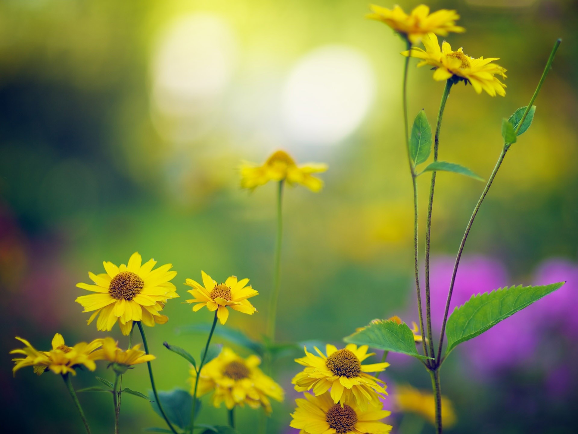 Late Summer Wallpaper For Desktop