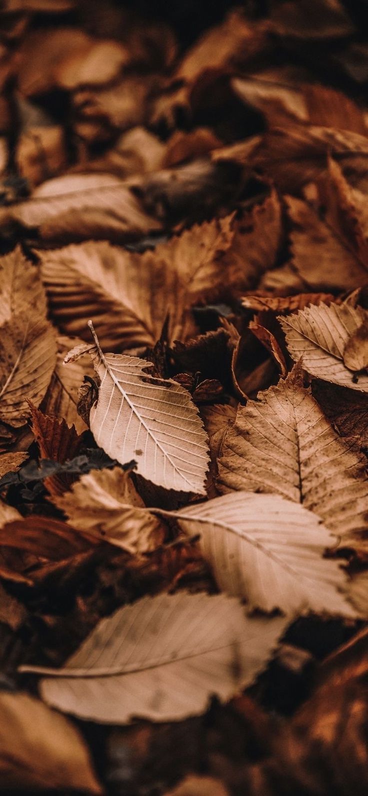 Into the Woods. Leaves wallpaper iphone, Cool wallpaper for phones, Autumn leaves wallpaper