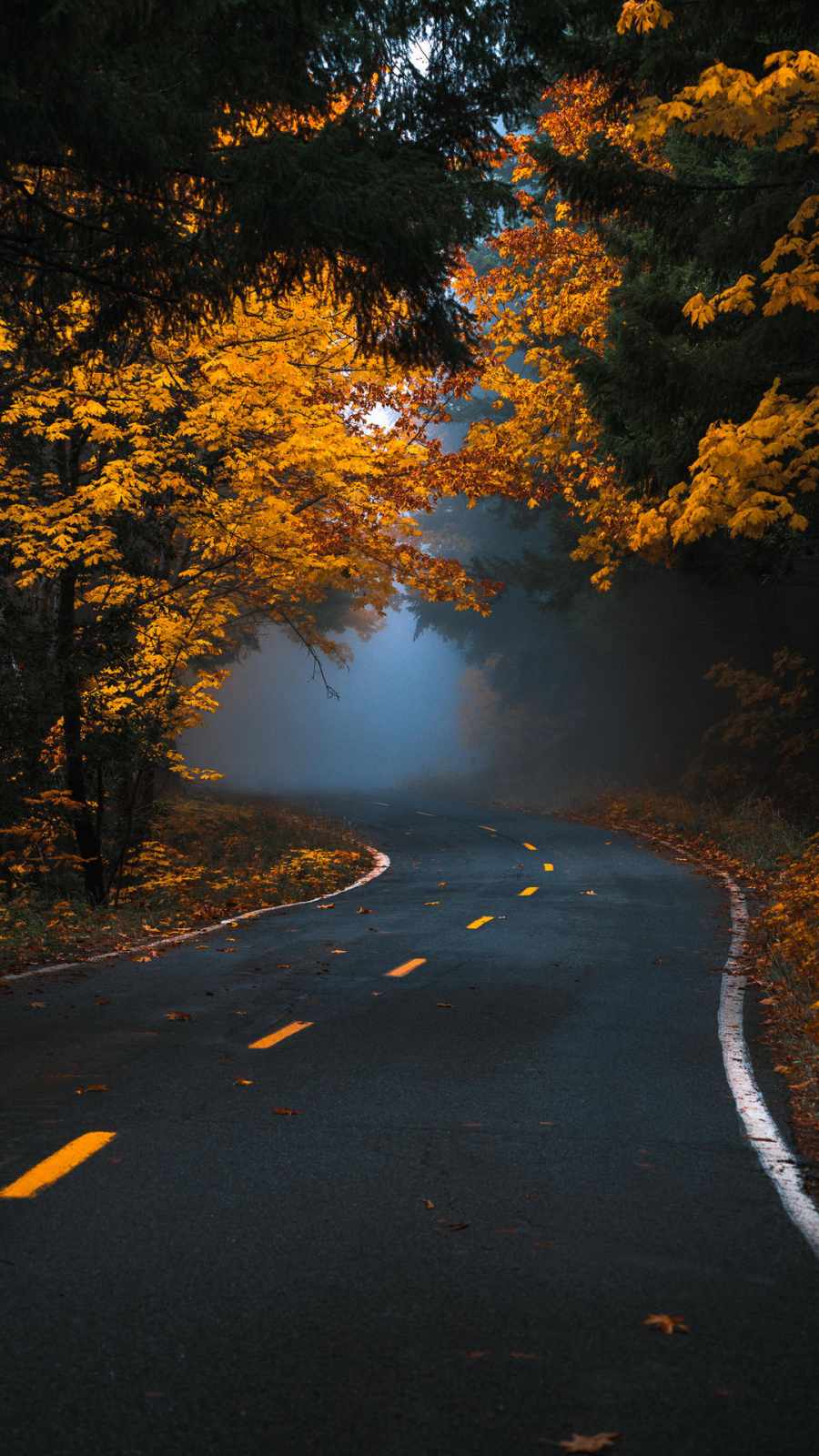 Autumn Fog Road IPhone Wallpaper Wallpaper, iPhone Wallpaper