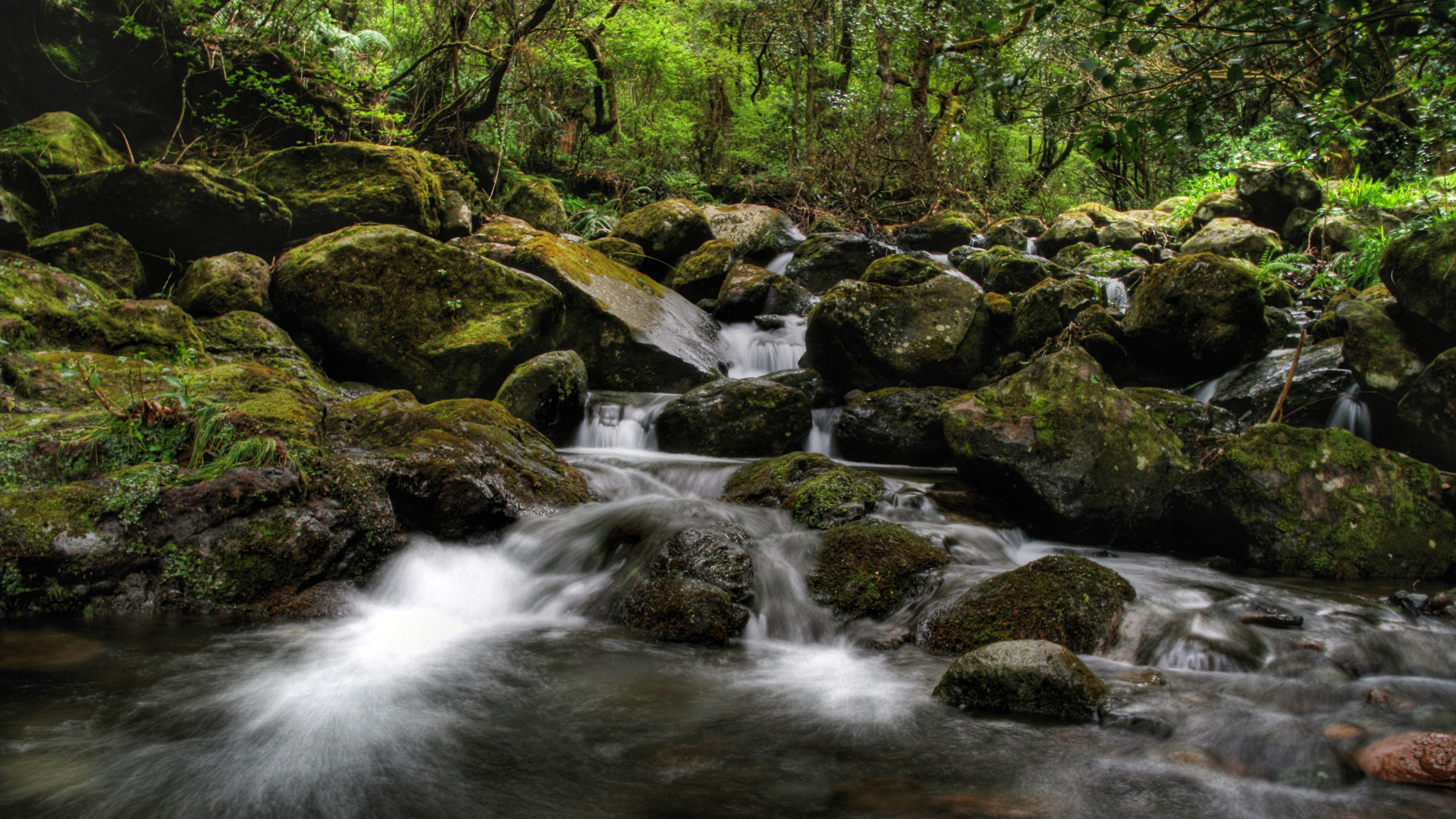 Download Wallpaper forest river green stone portugal madeira, 1920x1080, Queimadas, Madeira Island