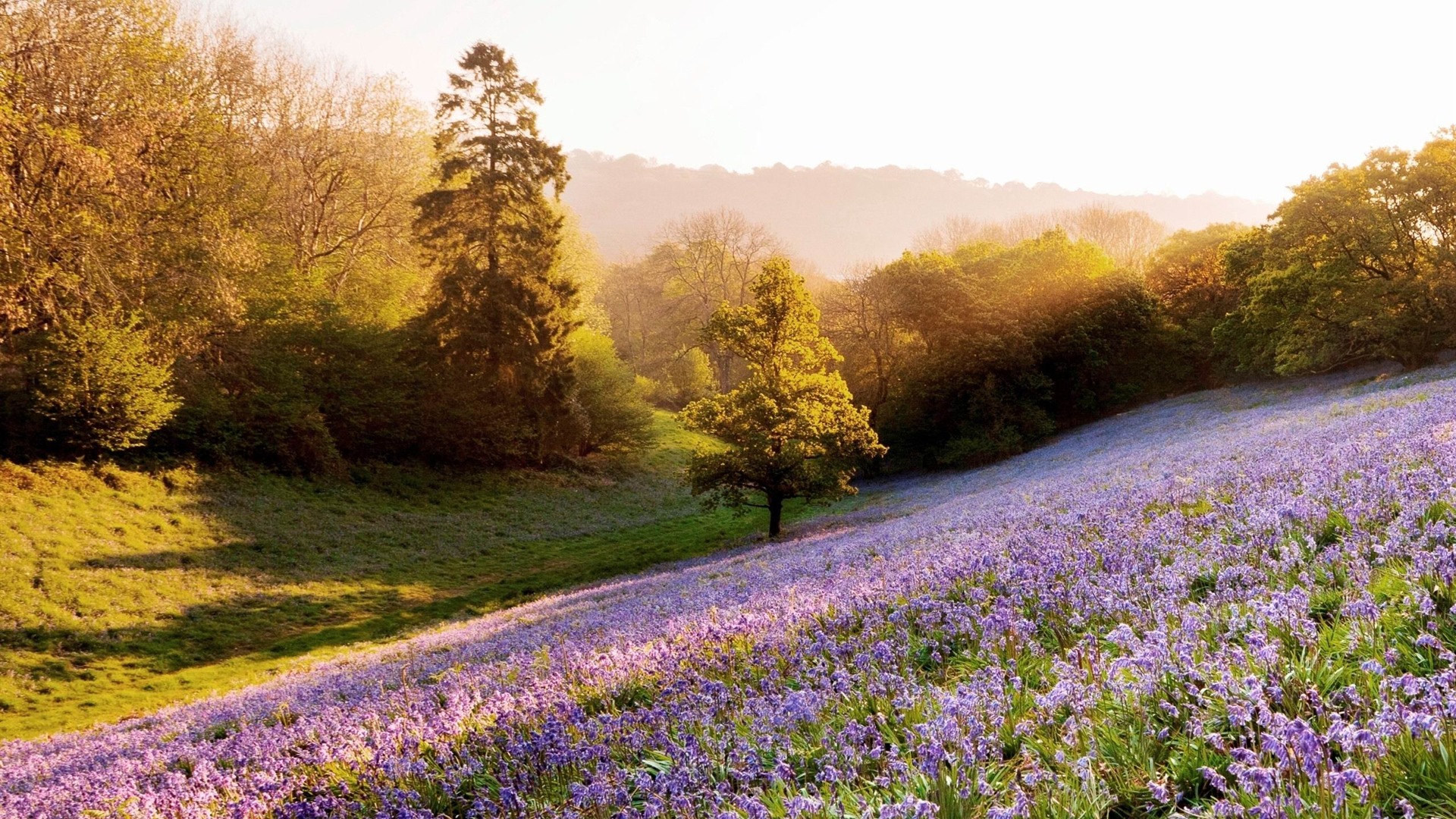 Lavender Field Summer Landscape Wallpaper