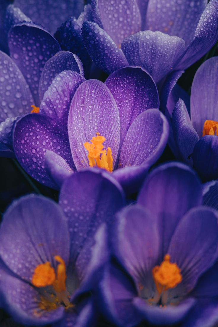 purple crocus flower in bloom close up photo photo