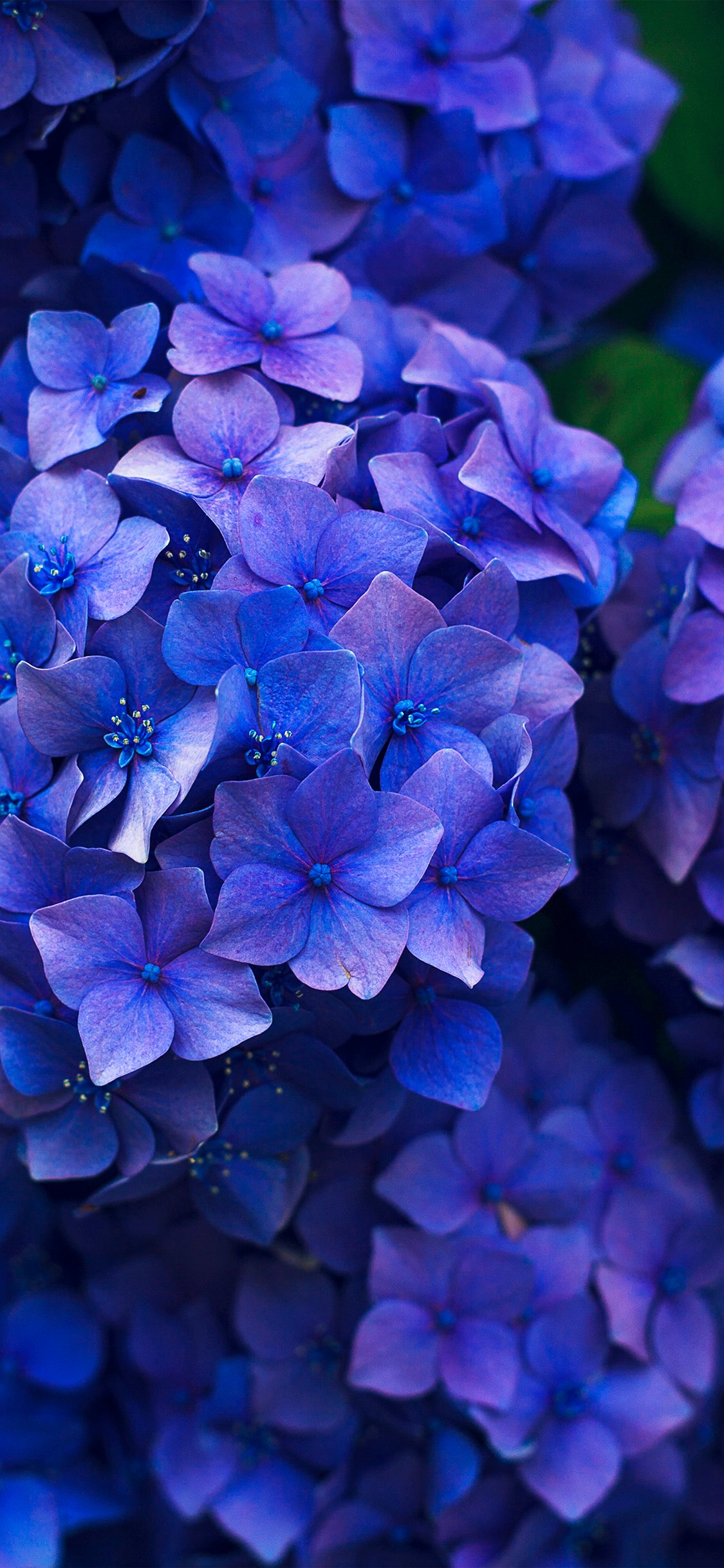 iPhone X wallpaper. flower spring blue purple nature
