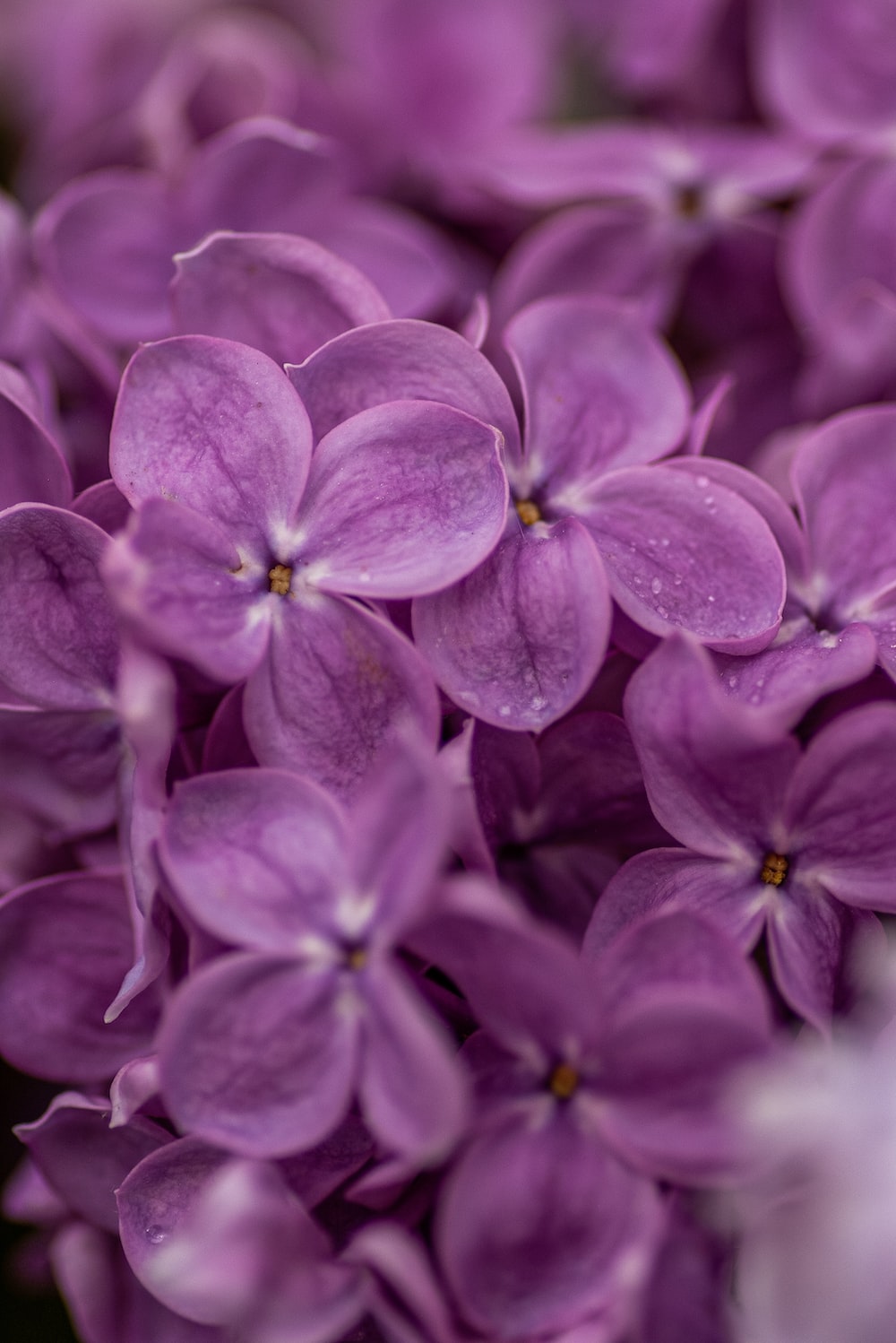 Violet Flowers Picture. Download Free Image