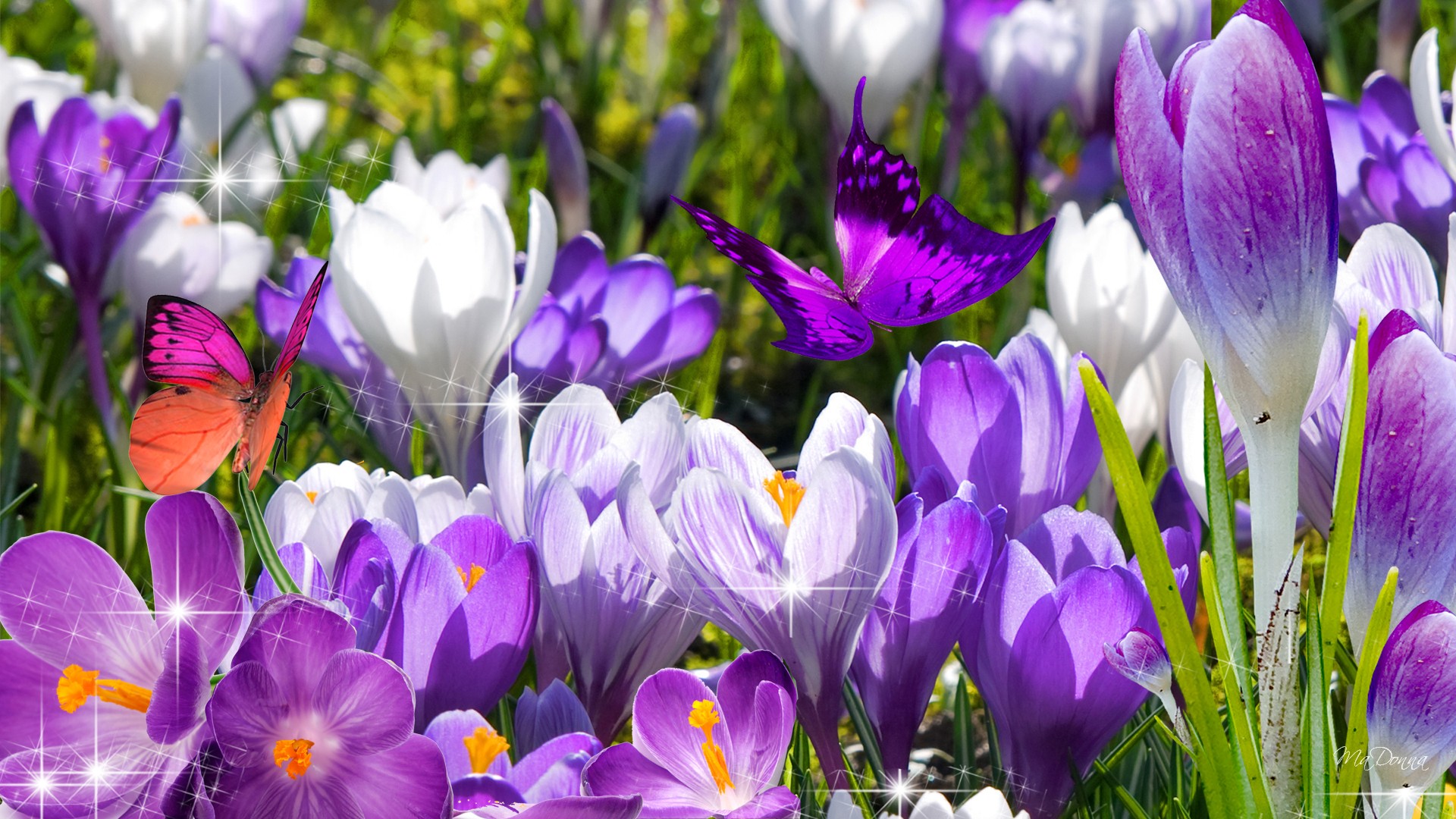 Purple Spring Wallpaper Free Purple Spring Background