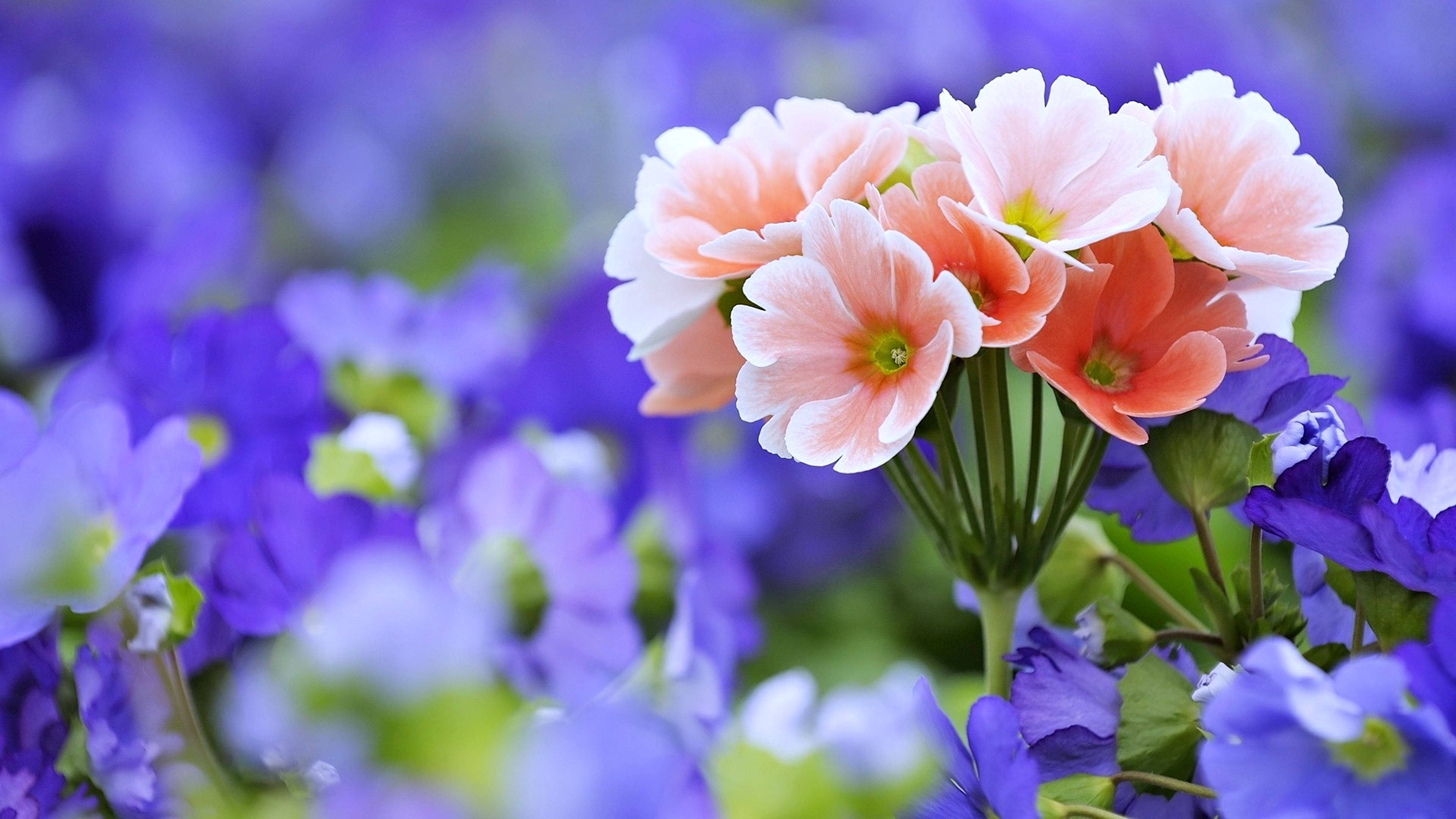 Download Peach And Purple Flower Wallpaper