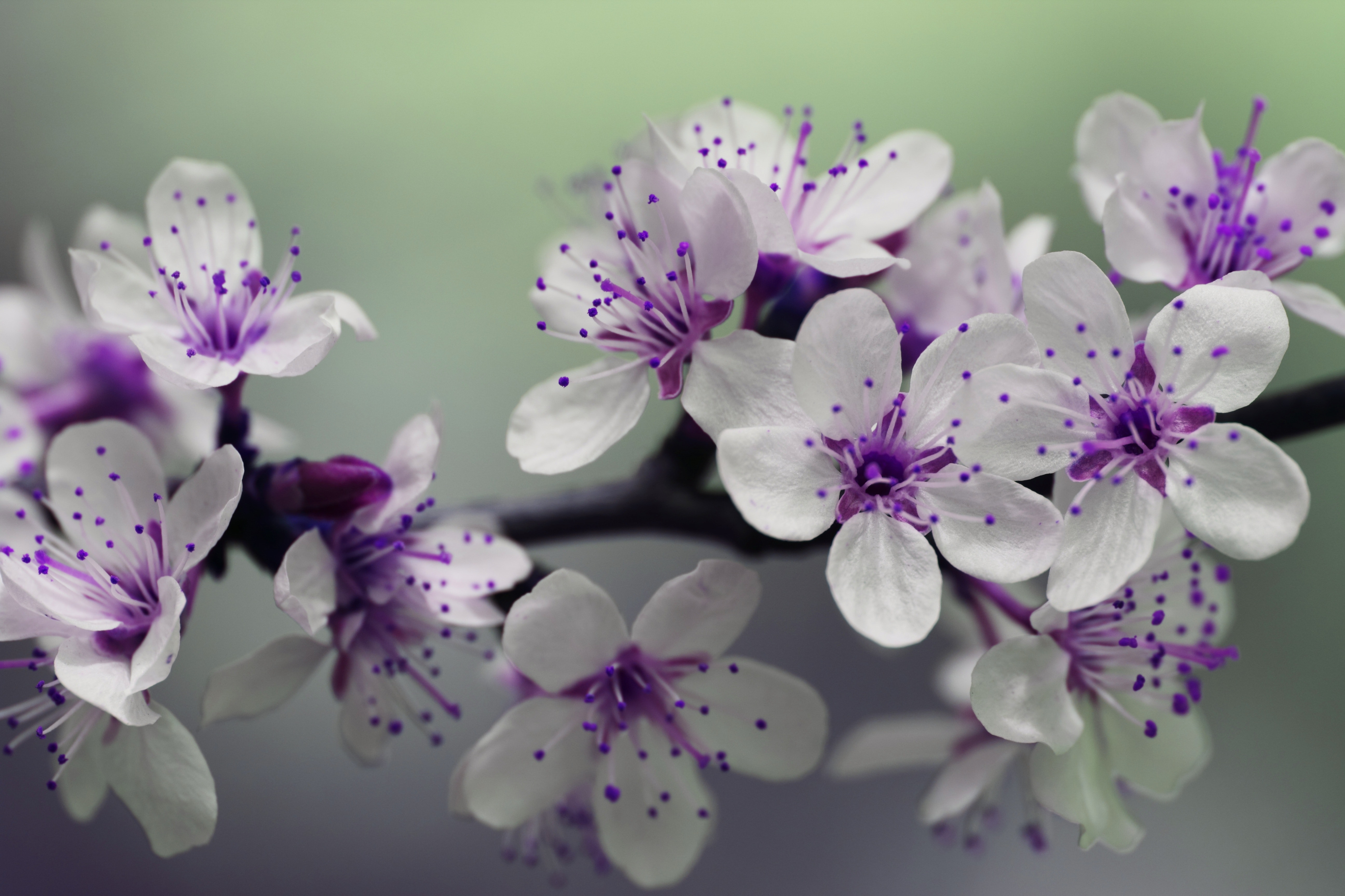 Best Purple Flowers Photo · 100% Free Downloads