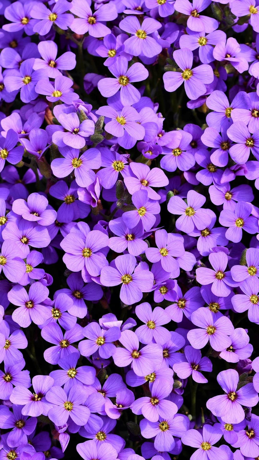 Aubrieta Wallpaper 4K, Violet flowers, Blossom, Spring, Bloom, Purple, Flowers