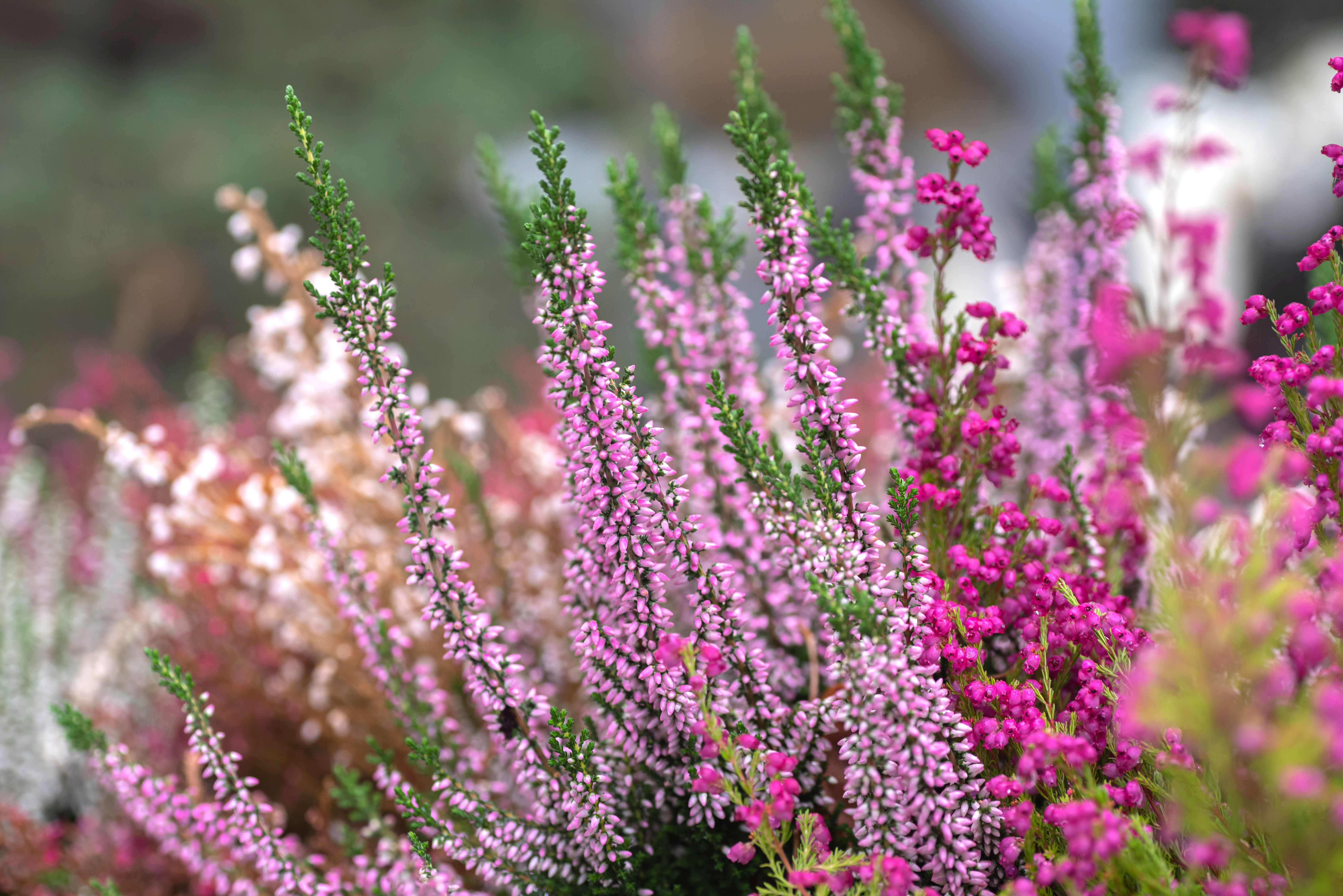 Types of Shrubs That Flower in Early Spring