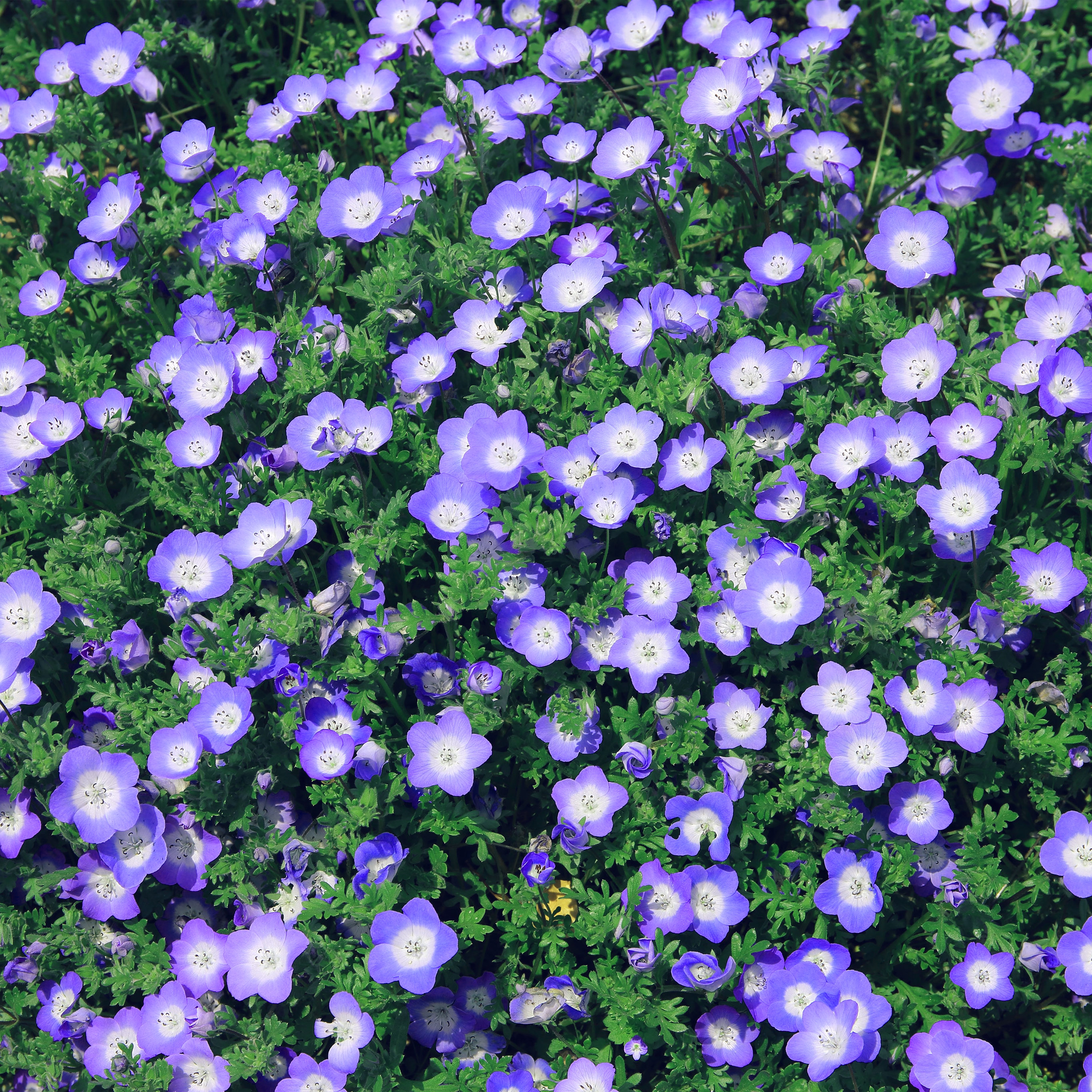 Flower Spring Purple Nature Wallpaper