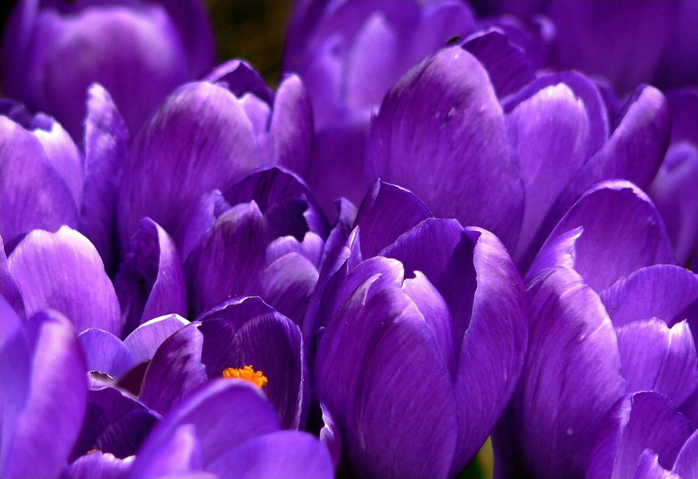 Best Purple Flowers Photo · 100% Free Downloads