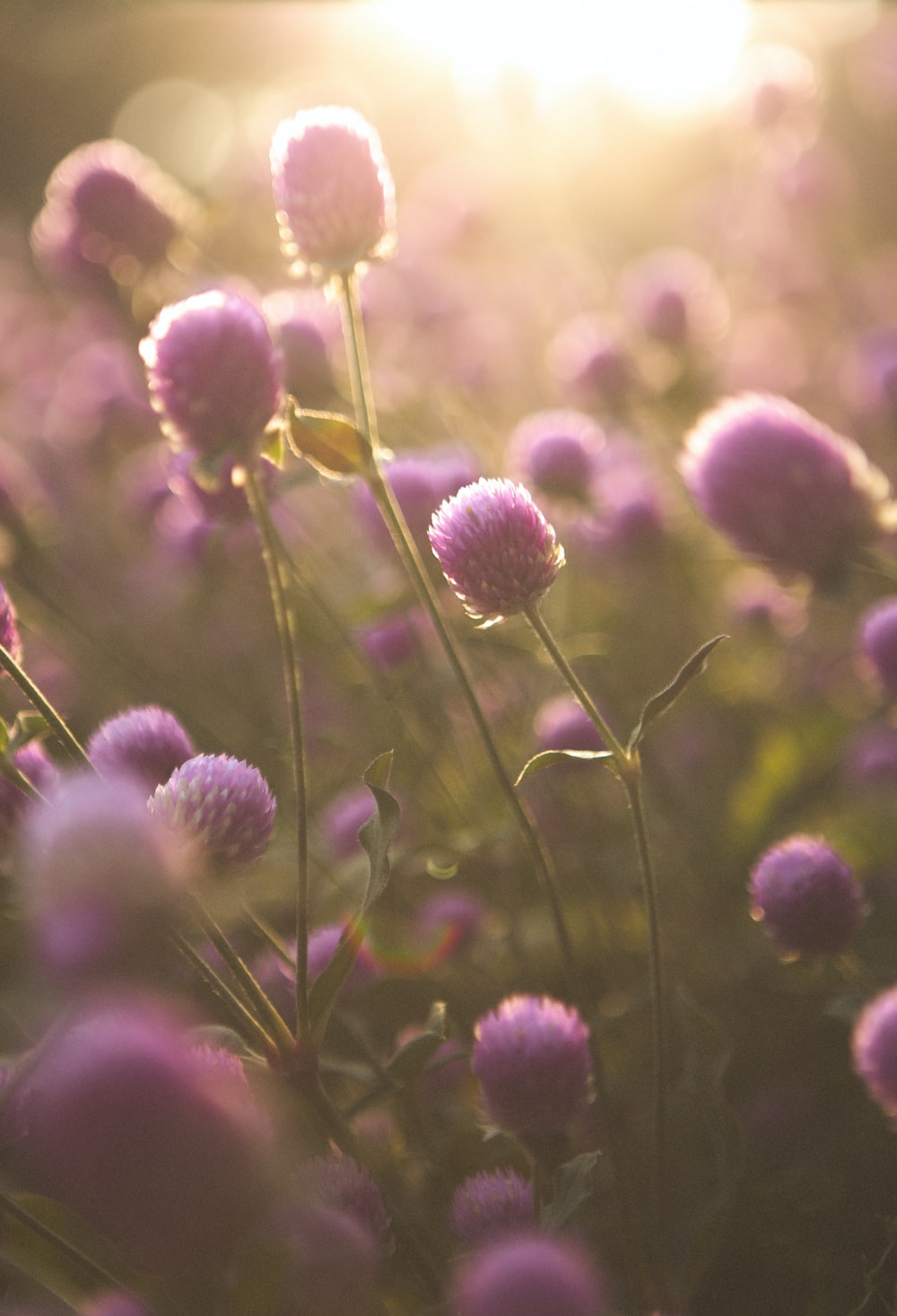 Purple Flowers Picture. Download Free Image