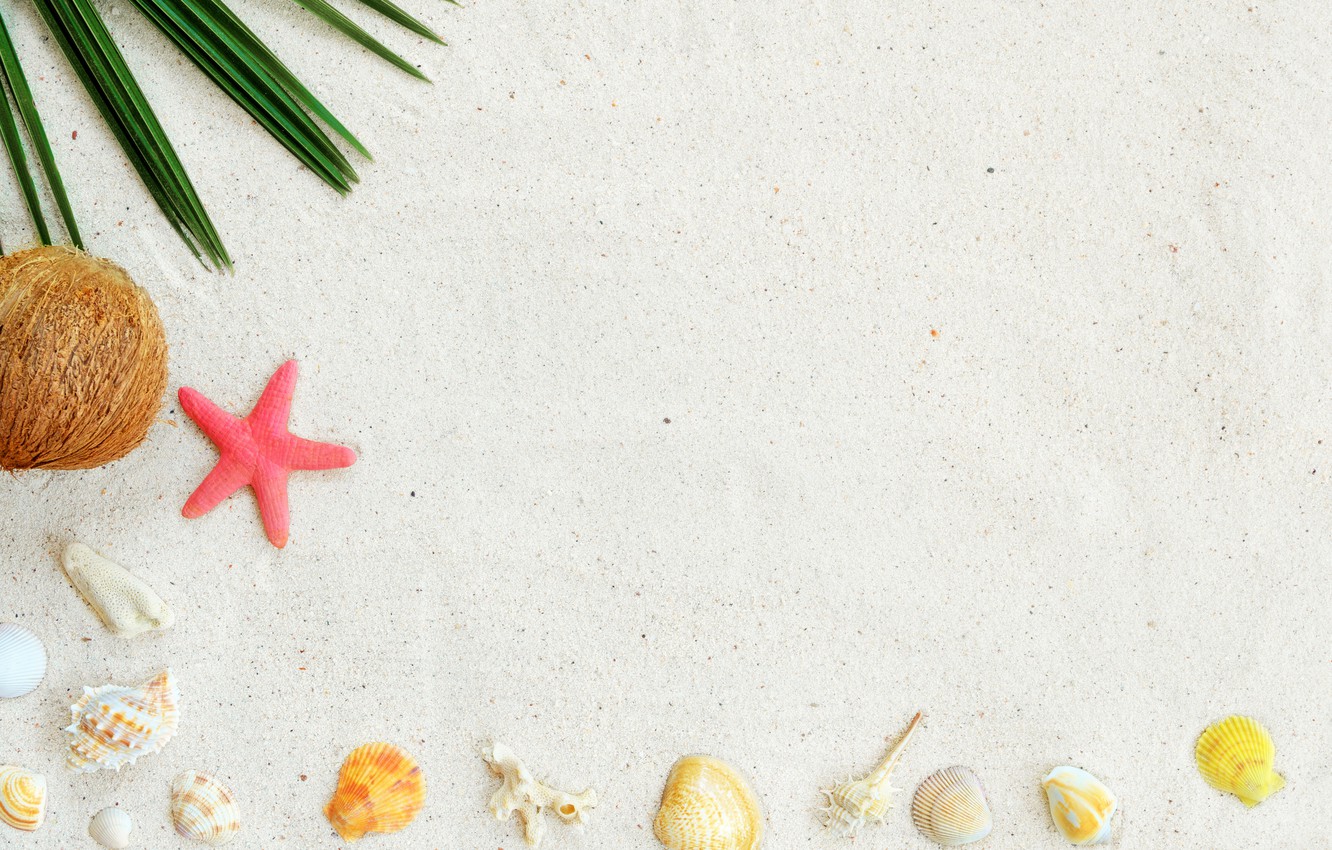 Wallpaper sand, beach, background, star, shell, summer, beach, sand, marine, starfish, seashells image for desktop, section разное